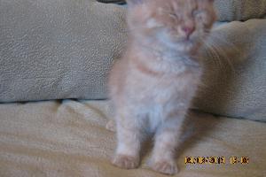 Пушистый персиковый котенок, 2 месяца Район Калининский