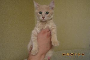 Рыжий персиковый котенок, 3 месяца Город Уфа